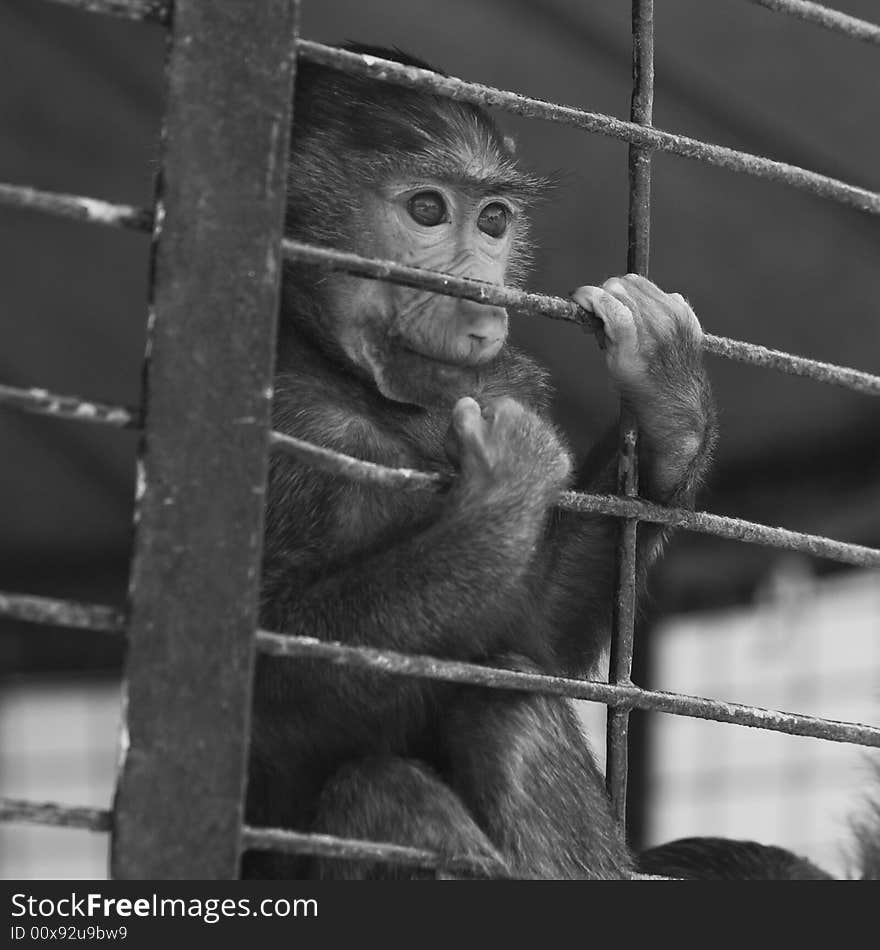 Baby baboon in a cage, looking out through the bars. Baby baboon in a cage, looking out through the bars.