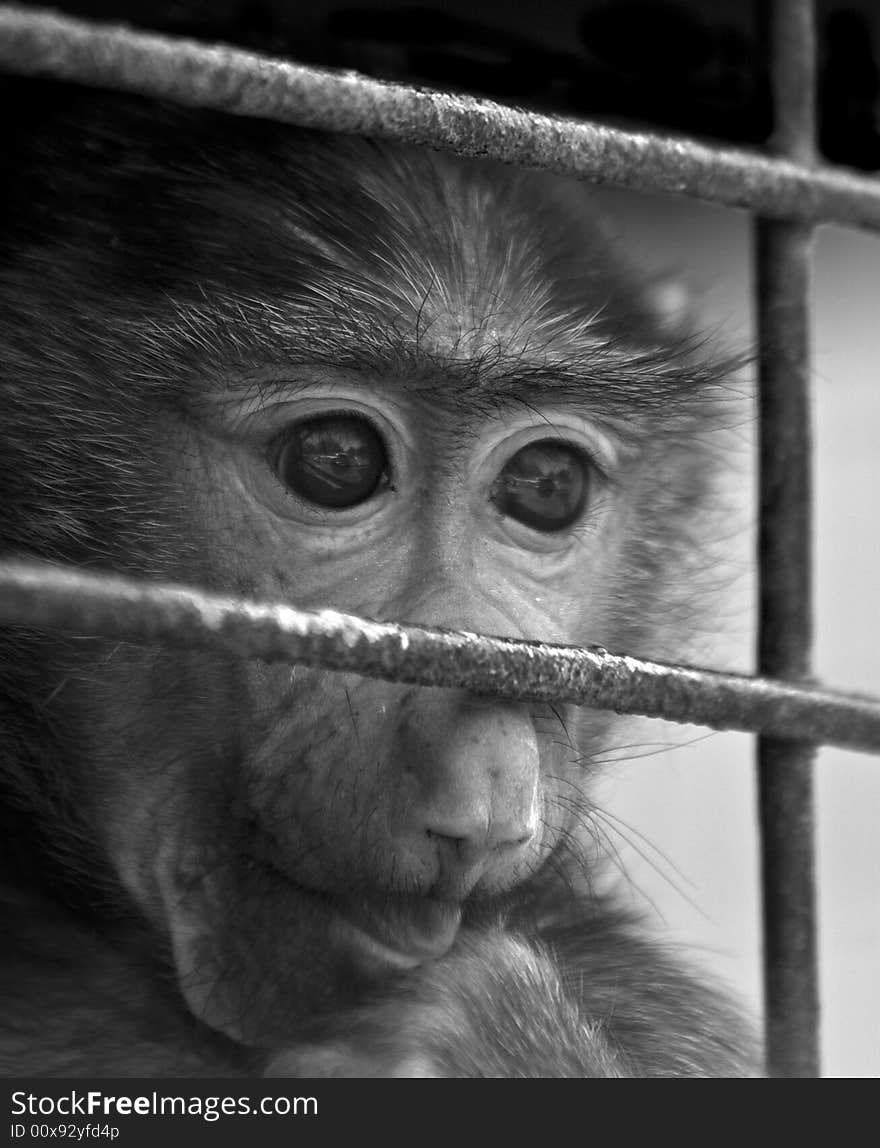 Baby baboon in a cage, looking out through the bars. Baby baboon in a cage, looking out through the bars.