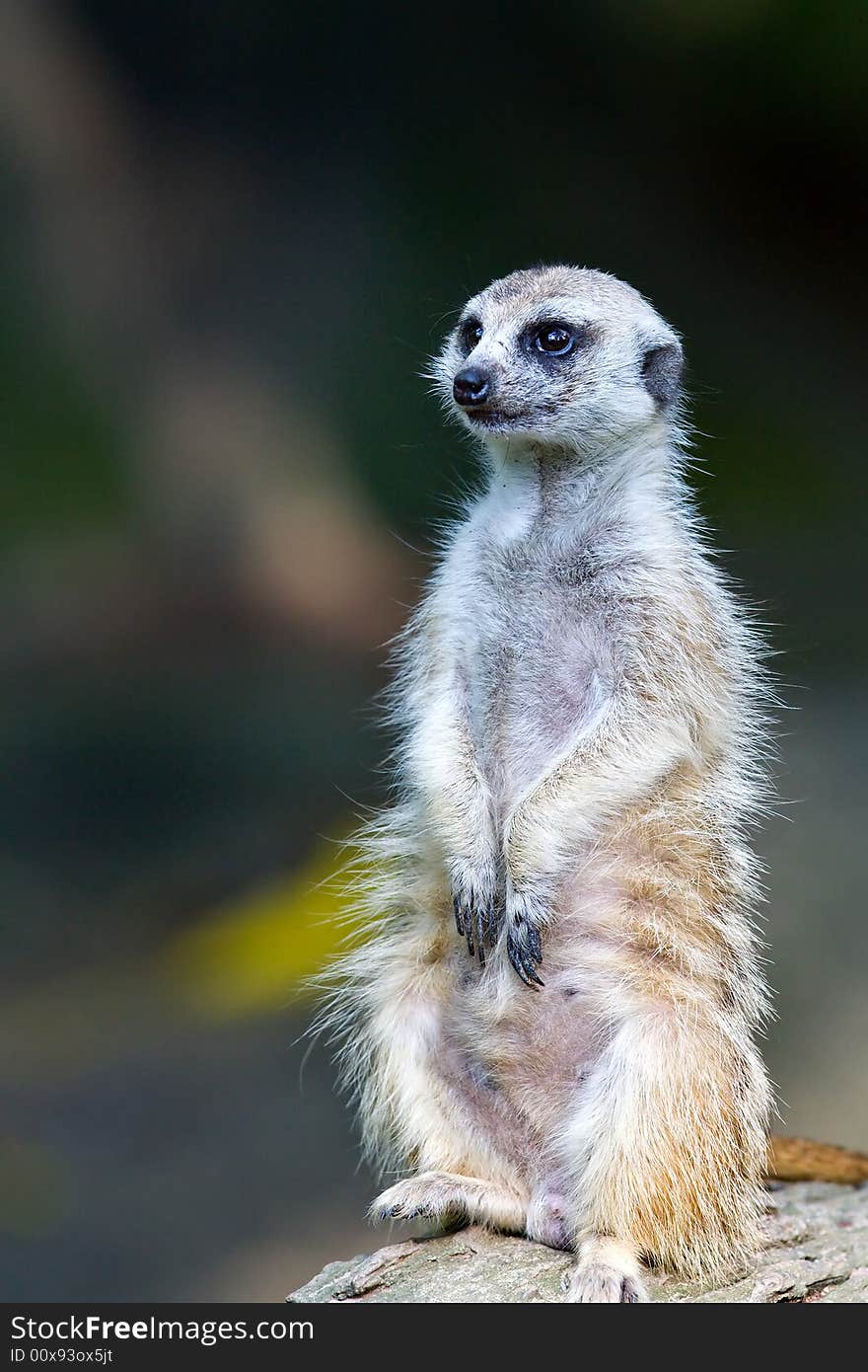 This cute animal is standing upright, looks like it waiting for something. This cute animal is standing upright, looks like it waiting for something...