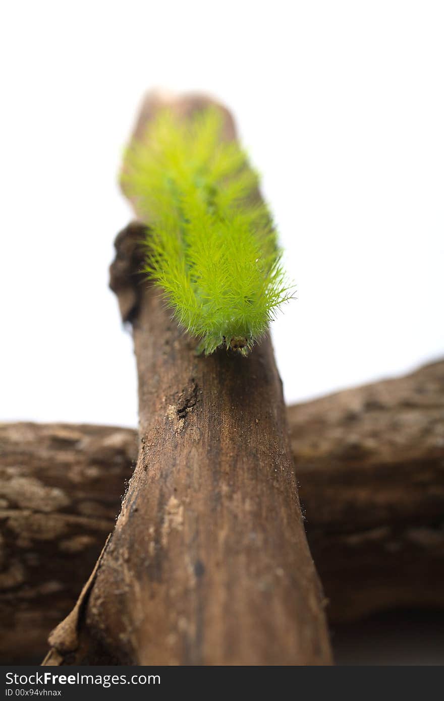 A creepy and spiky green caterpillar (Costa Rican Hairy Caterpillar). A creepy and spiky green caterpillar (Costa Rican Hairy Caterpillar)