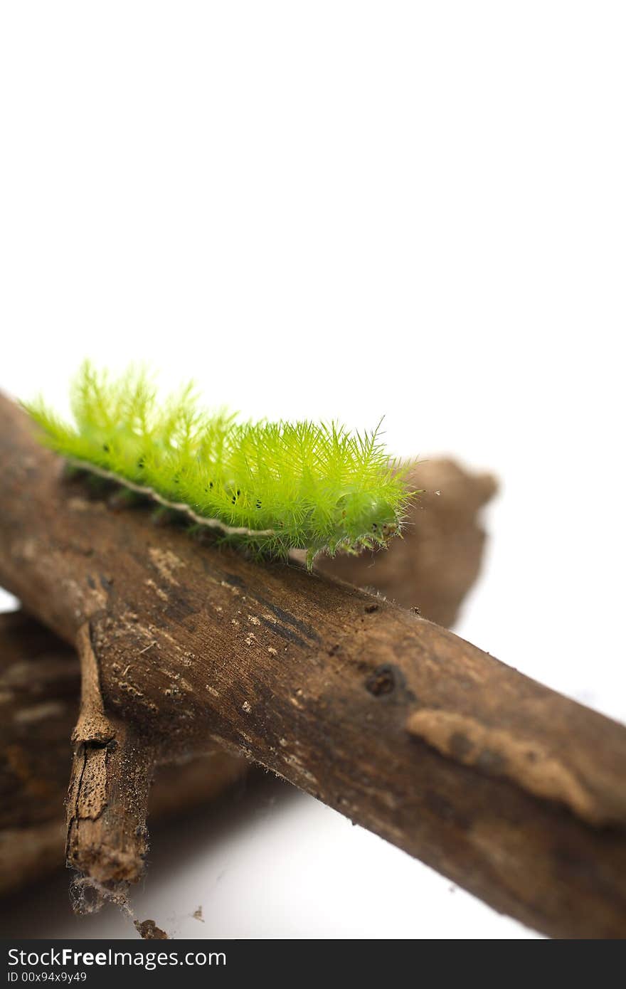 A creepy and spiky green caterpillar (Costa Rican Hairy Caterpillar). A creepy and spiky green caterpillar (Costa Rican Hairy Caterpillar)