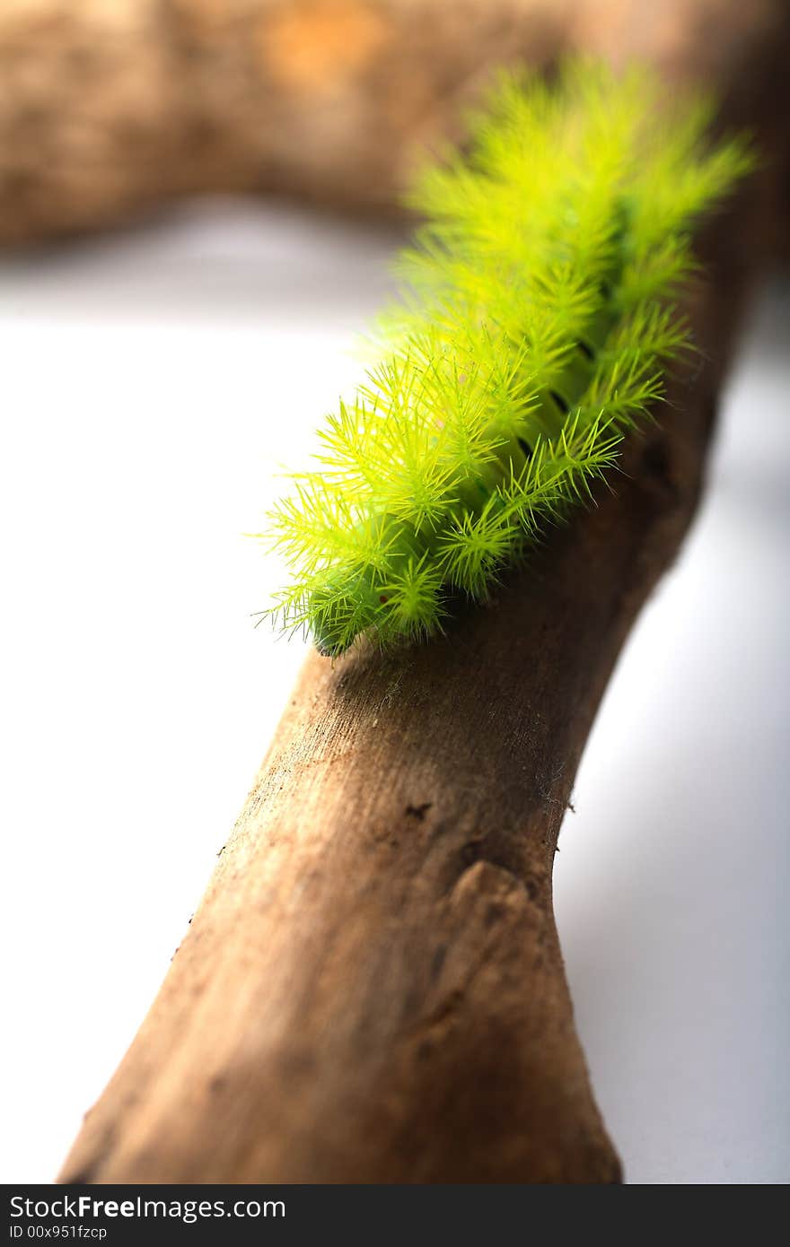 A creepy and spiky green caterpillar (Costa Rican Hairy Caterpillar). A creepy and spiky green caterpillar (Costa Rican Hairy Caterpillar)