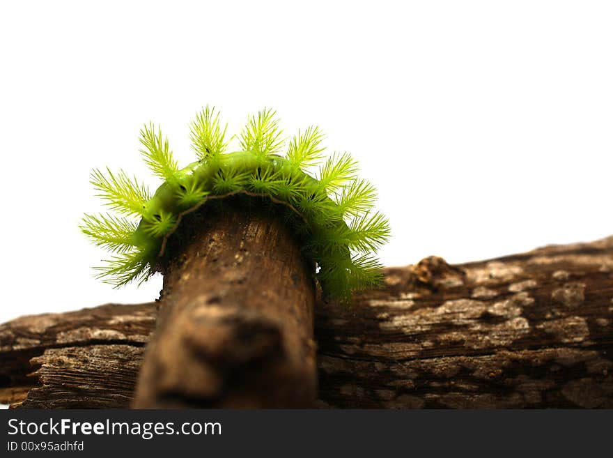 A creepy and spiky green caterpillar (Costa Rican Hairy Caterpillar). A creepy and spiky green caterpillar (Costa Rican Hairy Caterpillar)