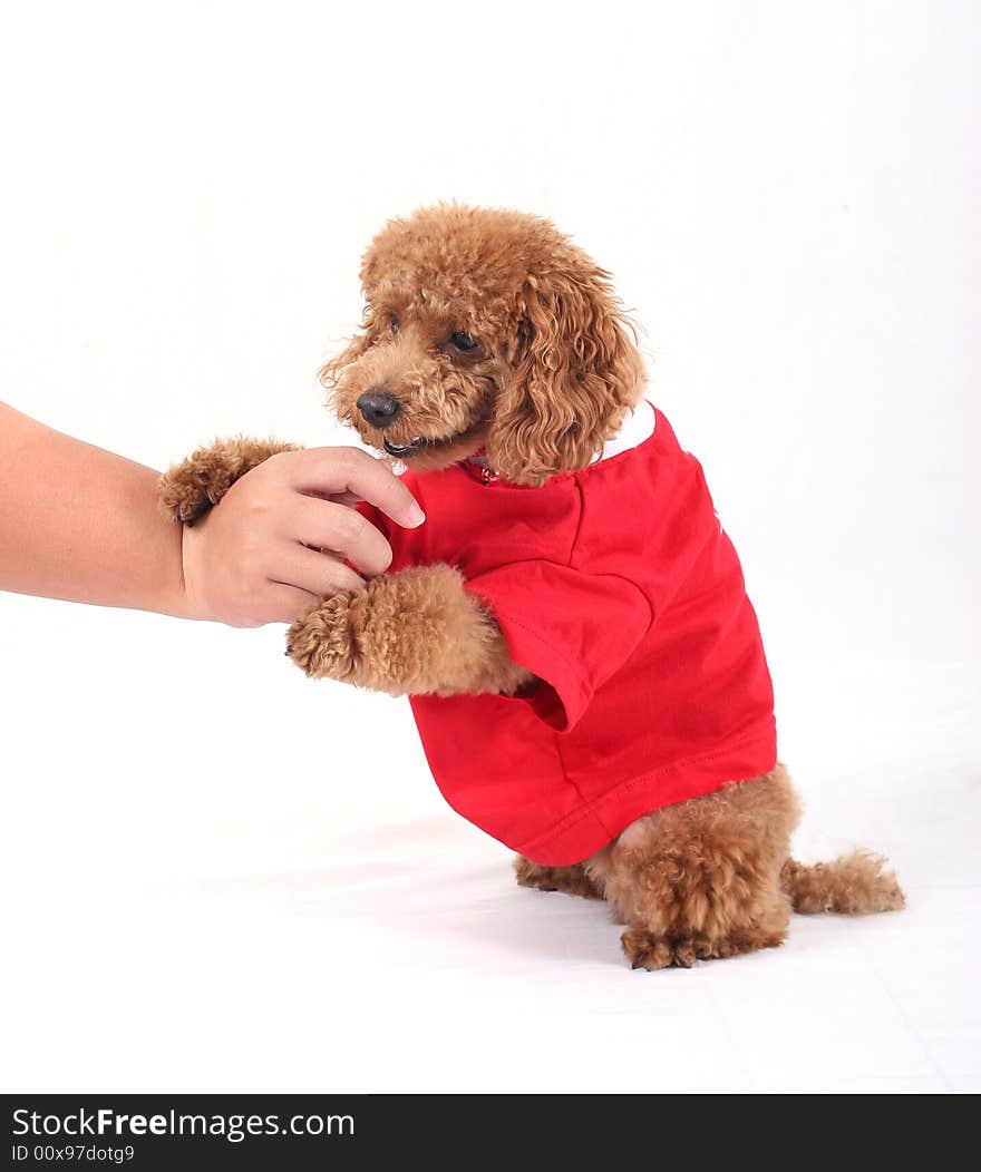 Toy poodle