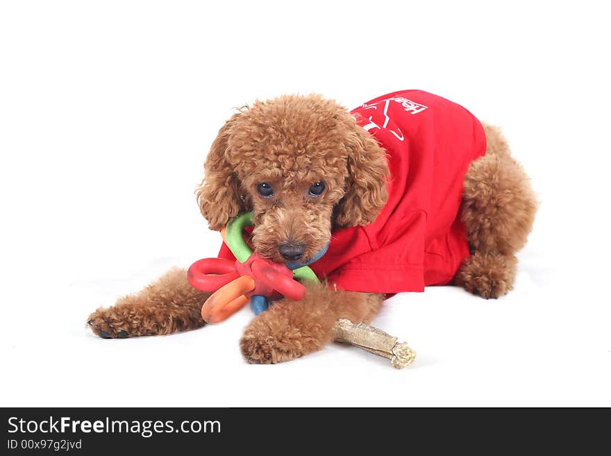 Toy Poodle