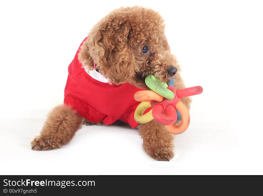 Toy poodle