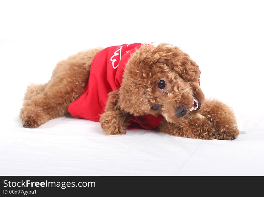 Toy poodle