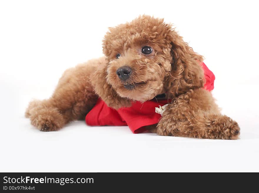 Toy poodle