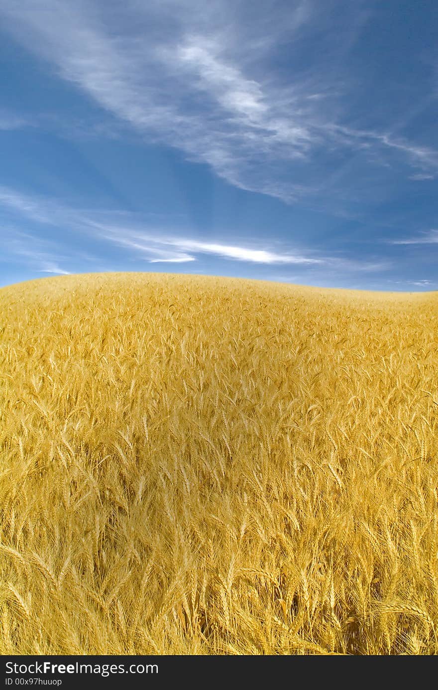 Ripe wheat field and cloudy blue sky