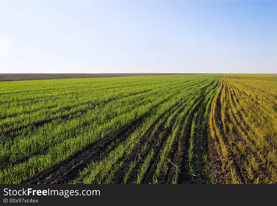 Field sowed by wheat and a weed. Field sowed by wheat and a weed