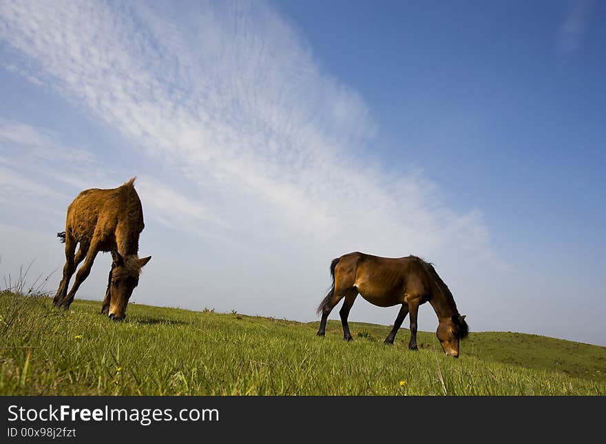 The Horse  under the Sky