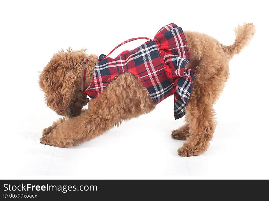 Toy poodle in red checkered dress skirt