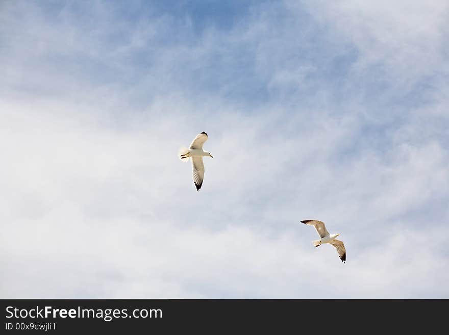 Seagull flight: two birds flying in the blue sky