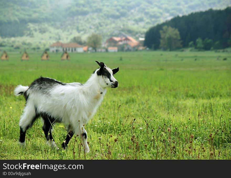 Little goat in the meadow