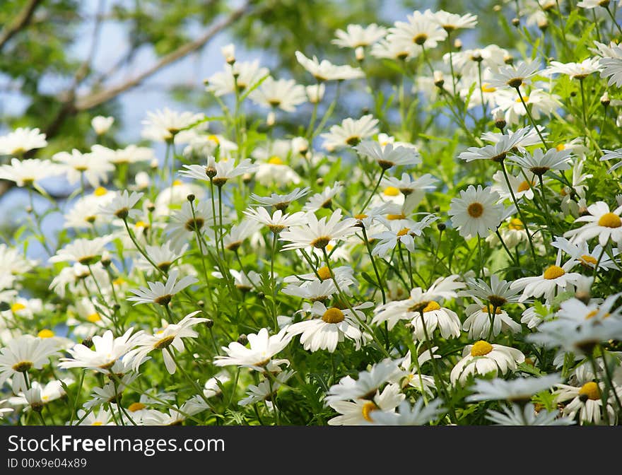 Nice rural scene with a hill full of camomiles. Nice rural scene with a hill full of camomiles