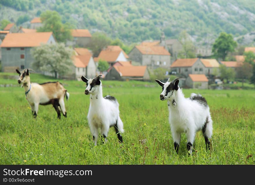 Three Goats In The Meadow