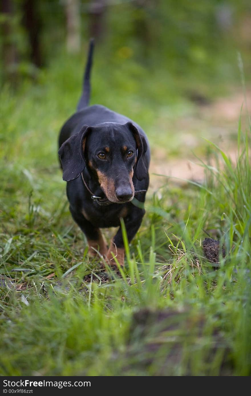 Pet Walking