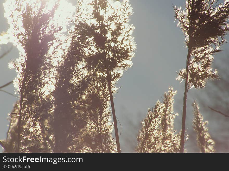 Golden winter reed against the sunlight