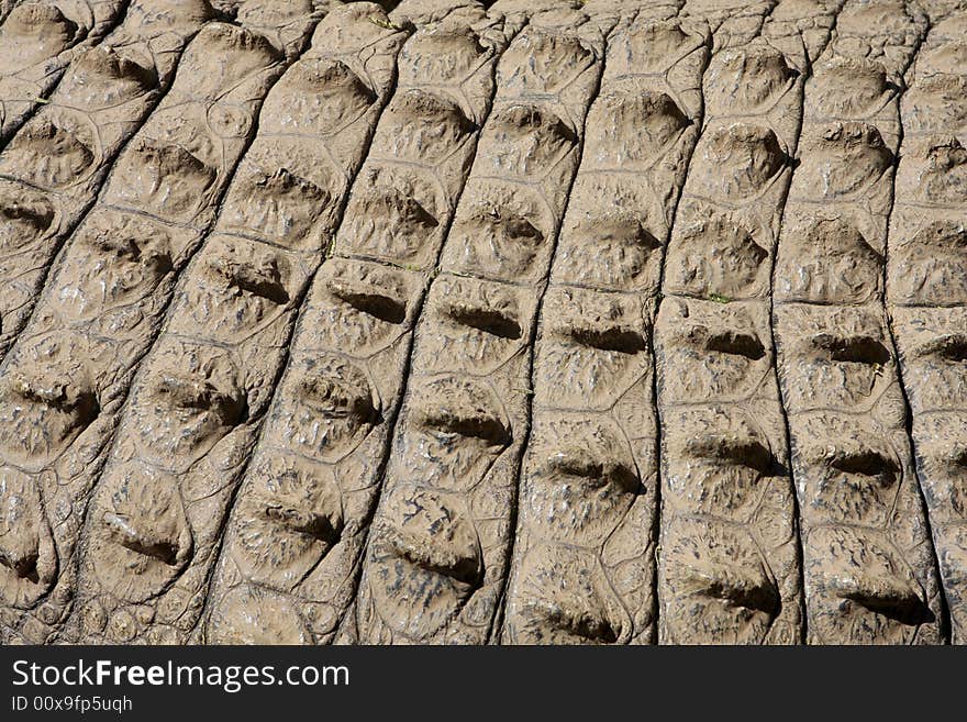 A close up of a crocodiles skin. A close up of a crocodiles skin