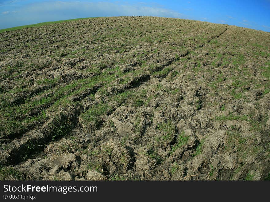 Field With Grass