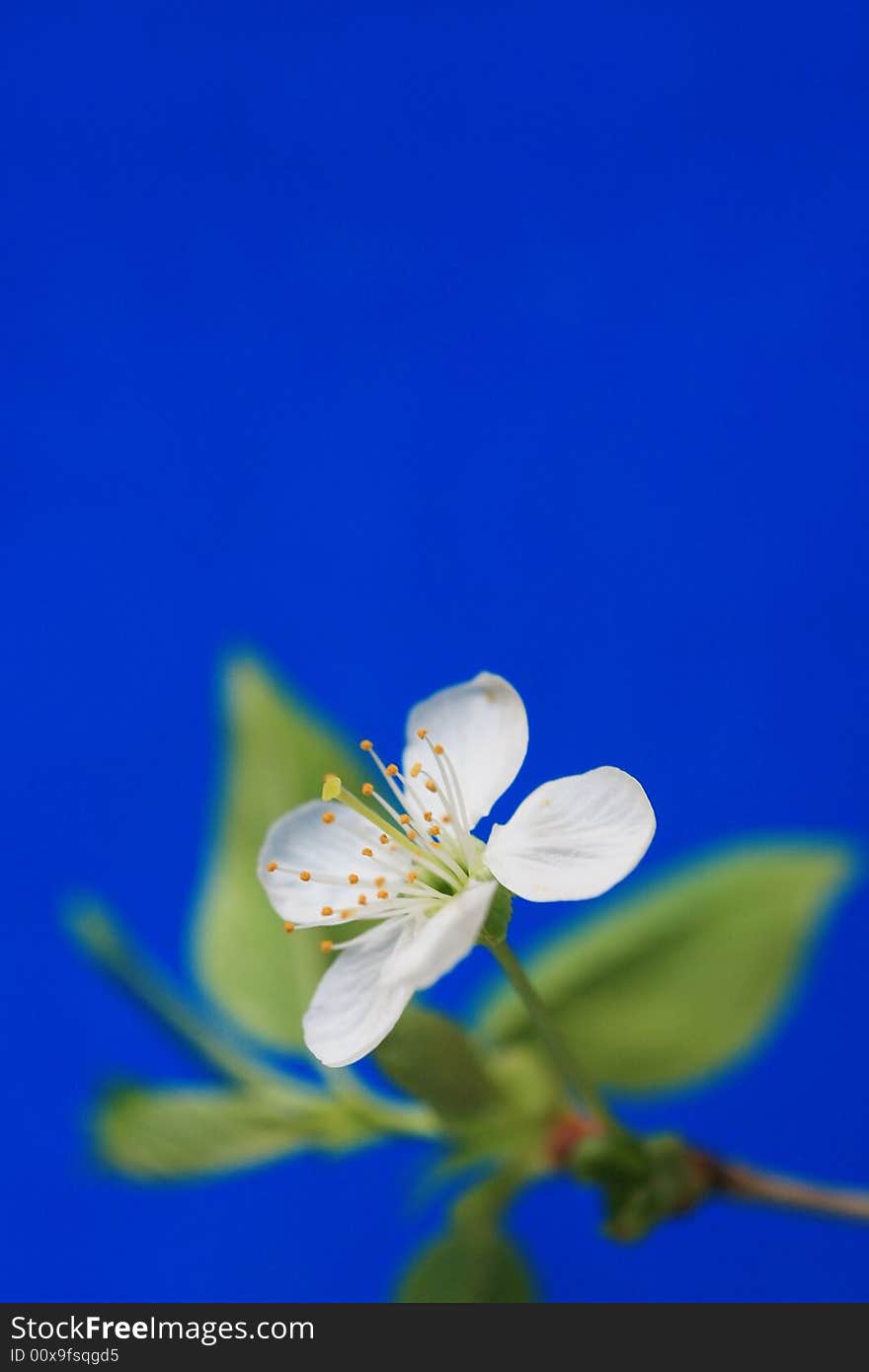 An image with blossom close-up. An image with blossom close-up