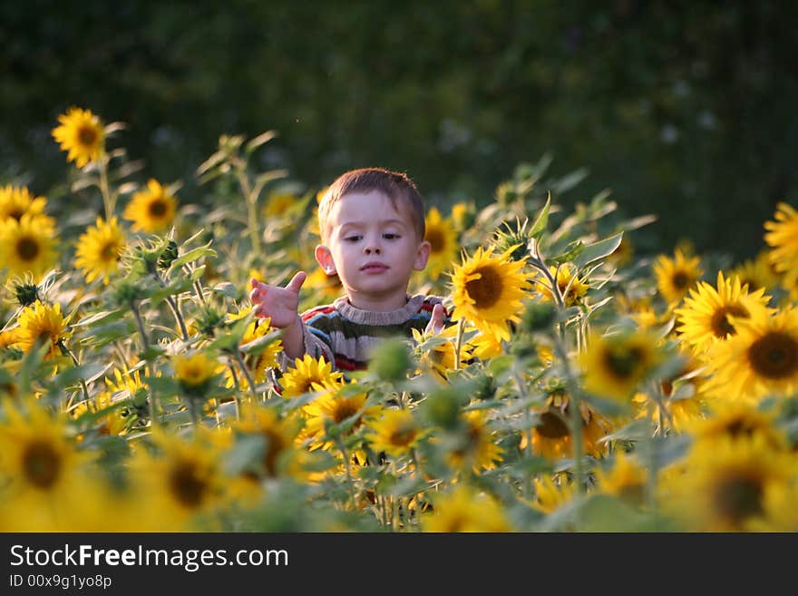 The Child In Sunflowers