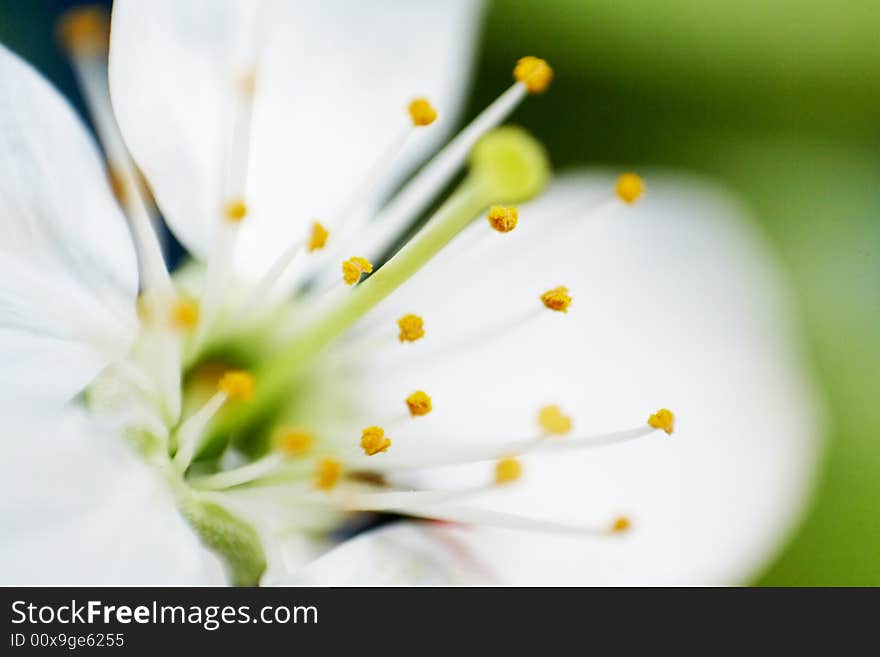 An image of white blossom close-up. An image of white blossom close-up