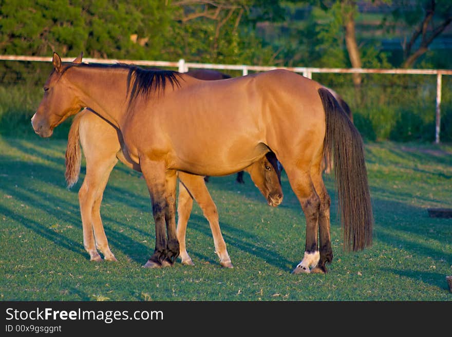 A mother horse stands protectively in front of her Foal. A mother horse stands protectively in front of her Foal