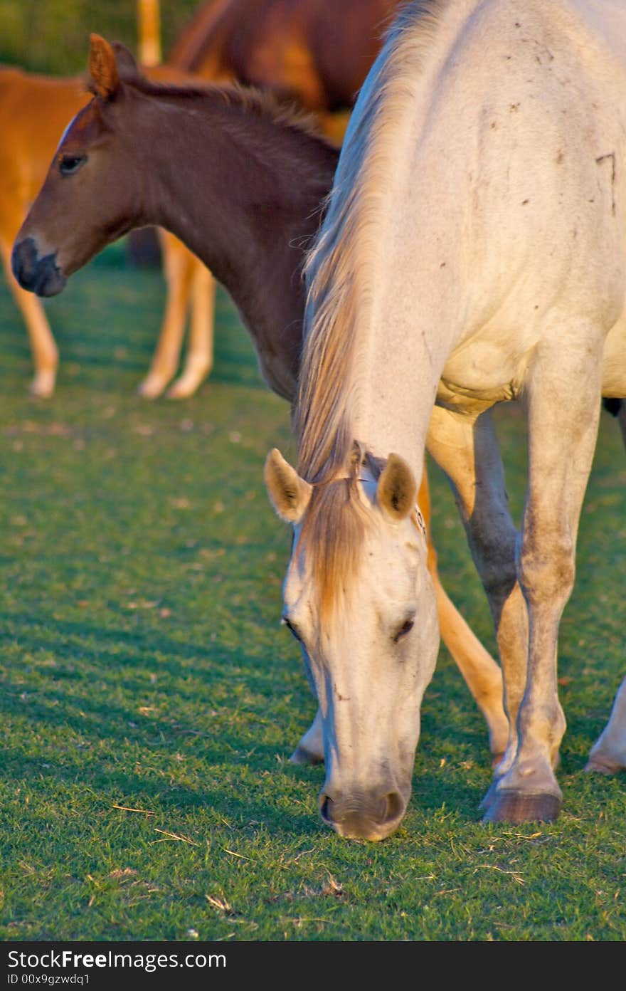 Grazing Mother Horse With Colt