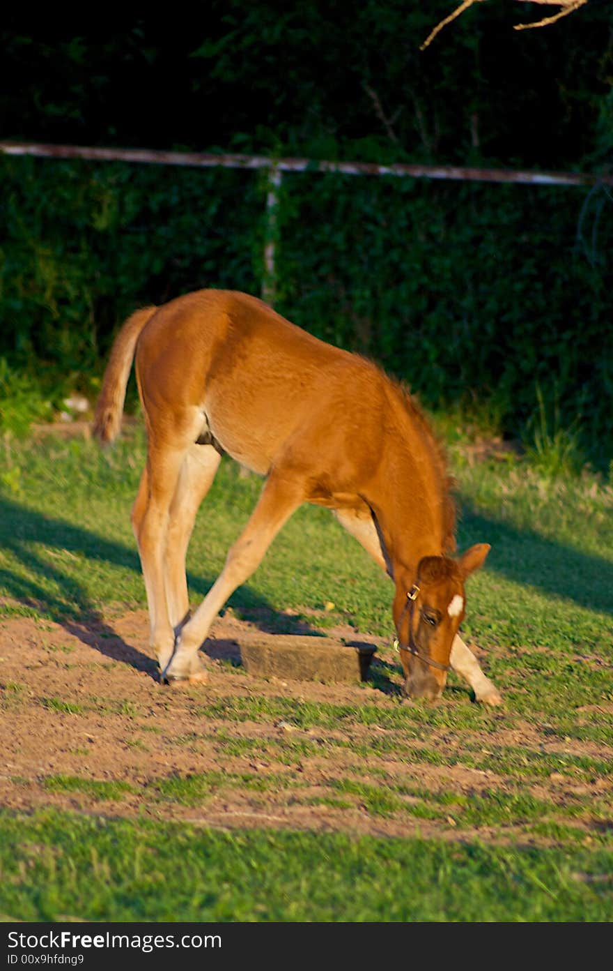 A red colt tries awkwardly to balance on new legs. A red colt tries awkwardly to balance on new legs