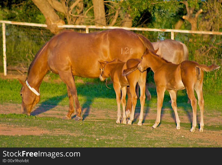 Two colts wait in line to nurse off their mother. Two colts wait in line to nurse off their mother.