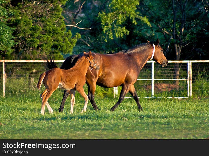 A brown horse runs alongside it's colt in front of a white fence. A brown horse runs alongside it's colt in front of a white fence