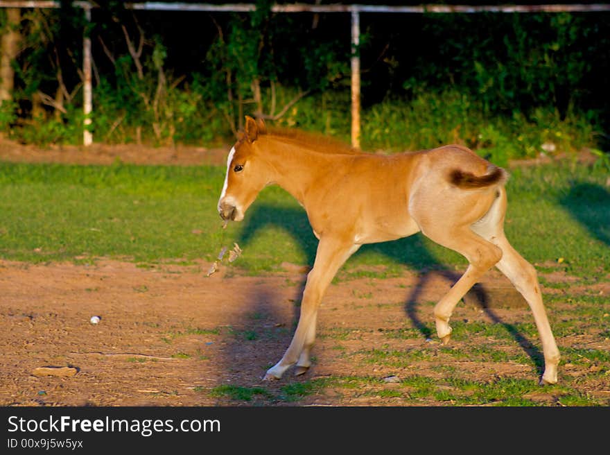 A red colt trots along in a bright green field. A red colt trots along in a bright green field