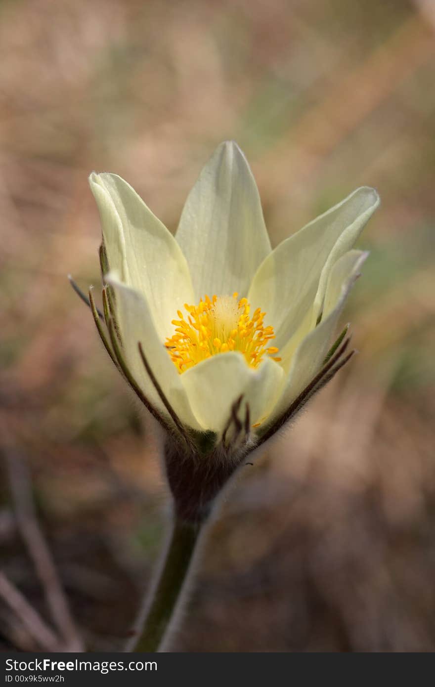 Pulsatilla patens is one of the first spring flowers. Pulsatilla patens is one of the first spring flowers.