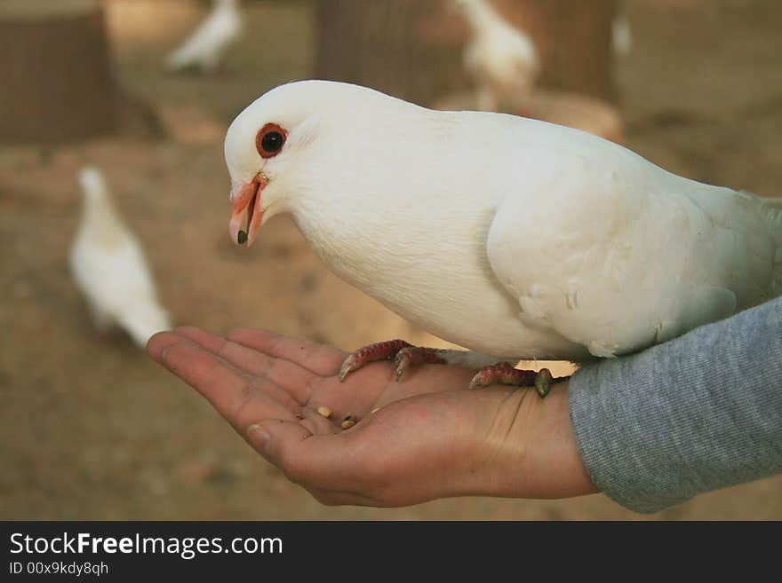 Dove is a symbol of peace. Dove is a symbol of peace.