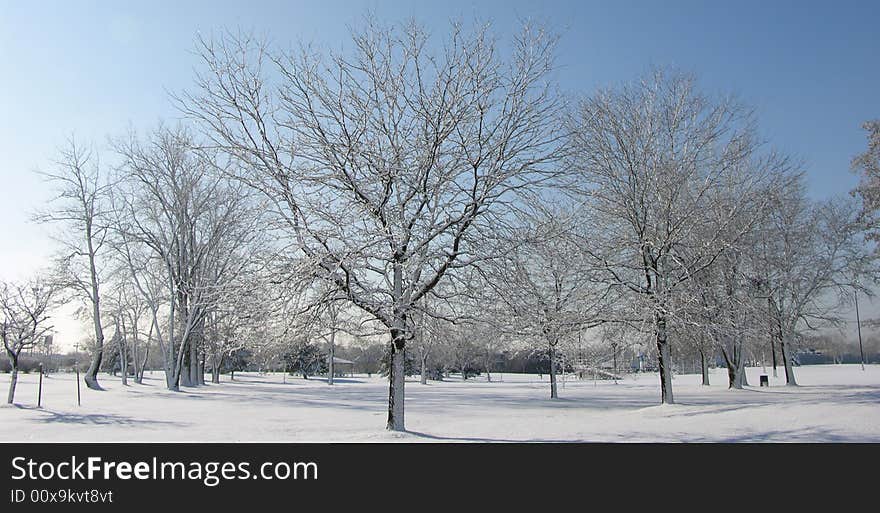 Fresh fallen snow blankets the trees and ground. Fresh fallen snow blankets the trees and ground