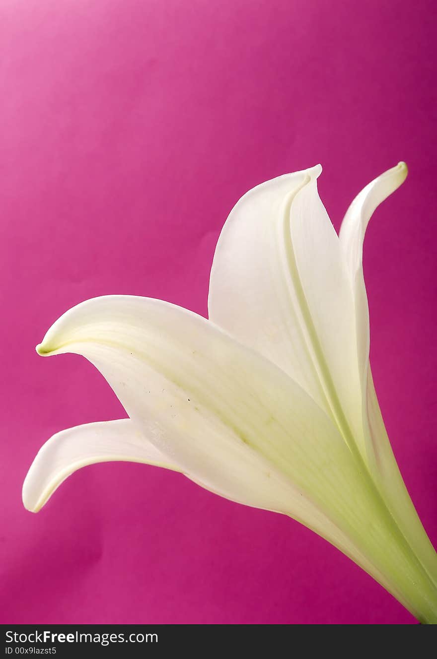 White lily on pink background. White lily on pink background