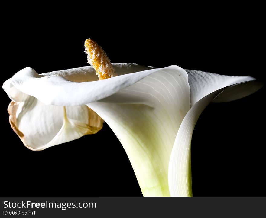 Old beauty lilly on black background