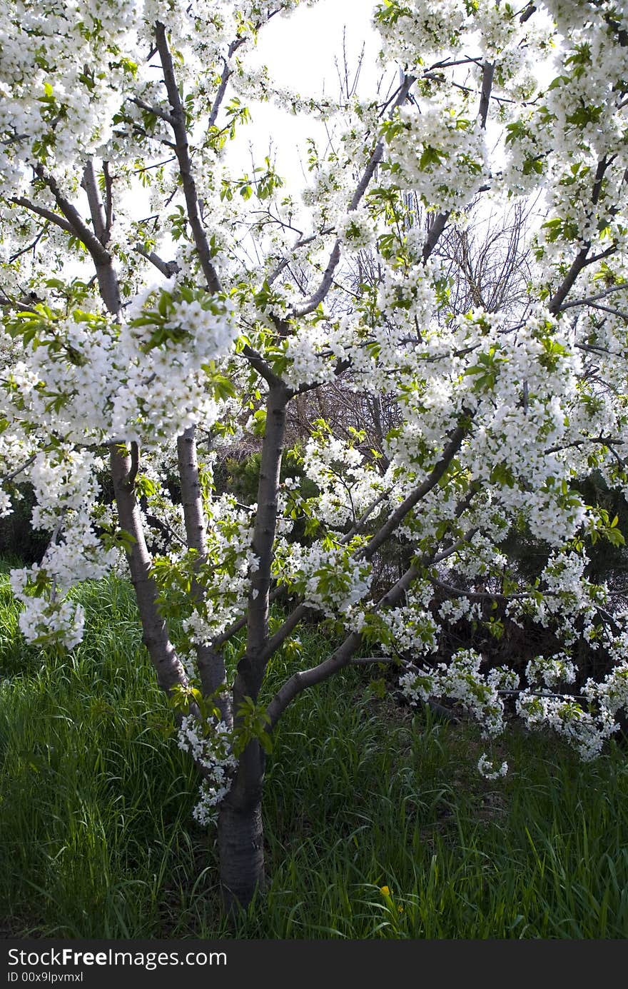 A fresh sprig of white spring cherry blossom. A fresh sprig of white spring cherry blossom