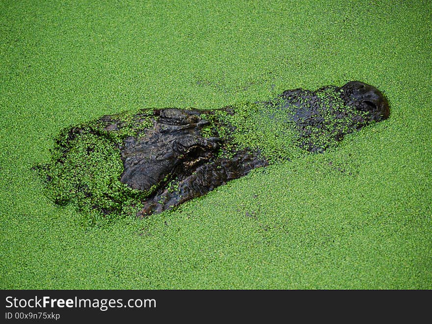 An alligator's head just above the water's surface, which is covered in thick green algae. An alligator's head just above the water's surface, which is covered in thick green algae.