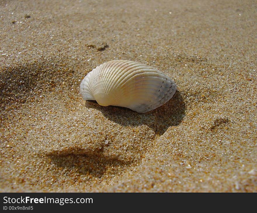 White cockleshell on yellow sand the beach filled in with the sun