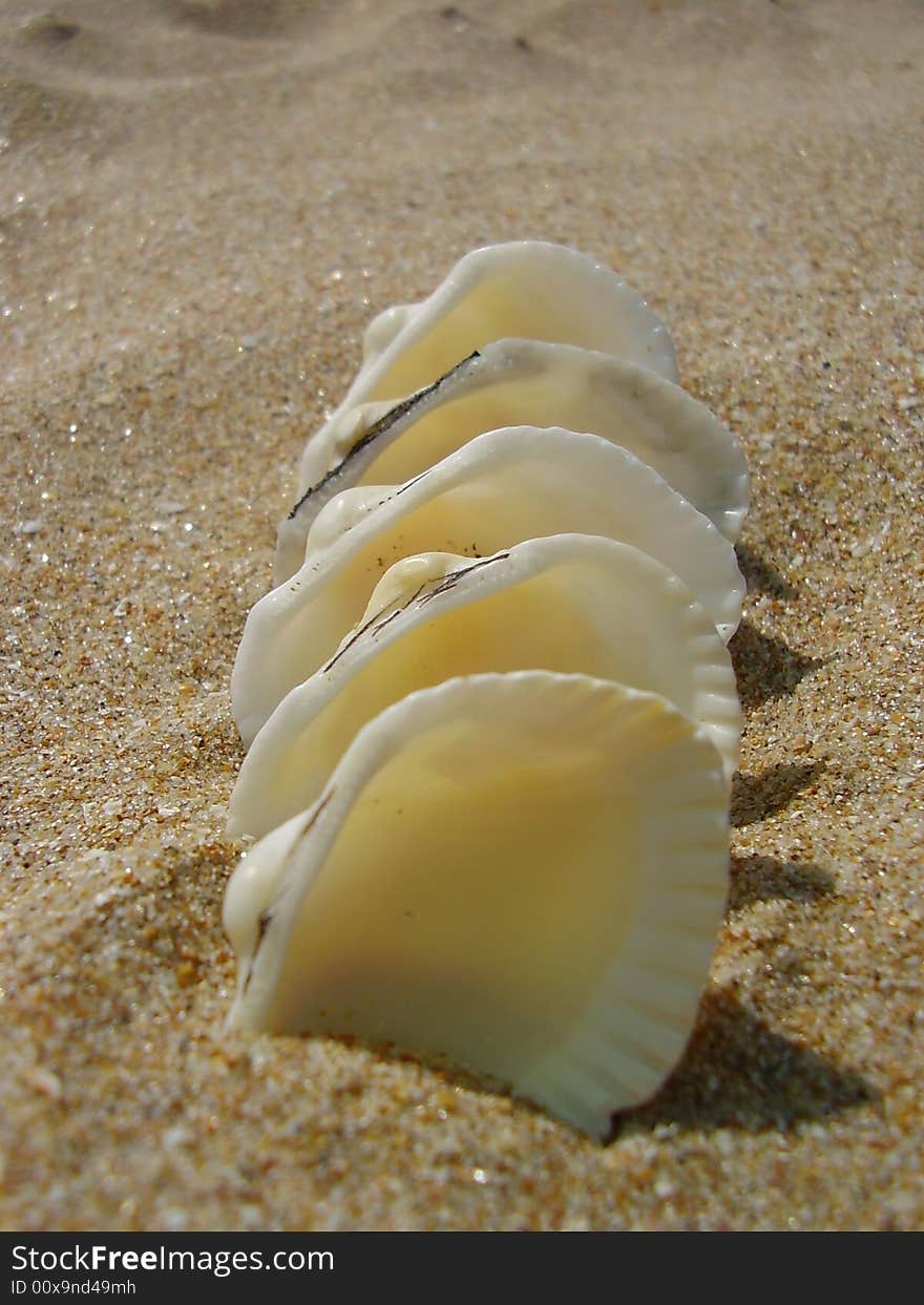 White cockleshells a train one after another slightly dug in sand the front view exactly