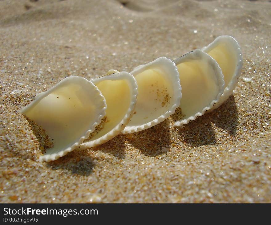 White cockleshells a train one after another slightly dug in sand