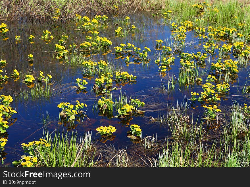 Spring yellow flowers on bog