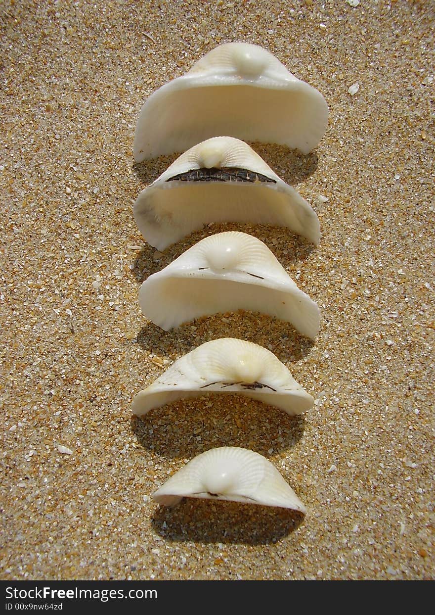 White cockleshells a train one after another slightly dug in sand the top view