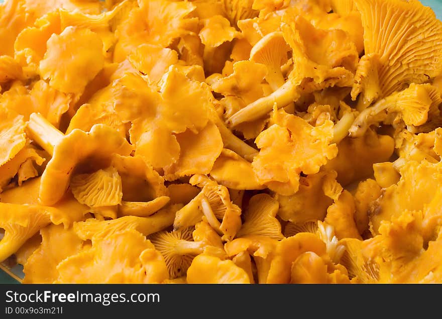 Chanterelle mushrooms