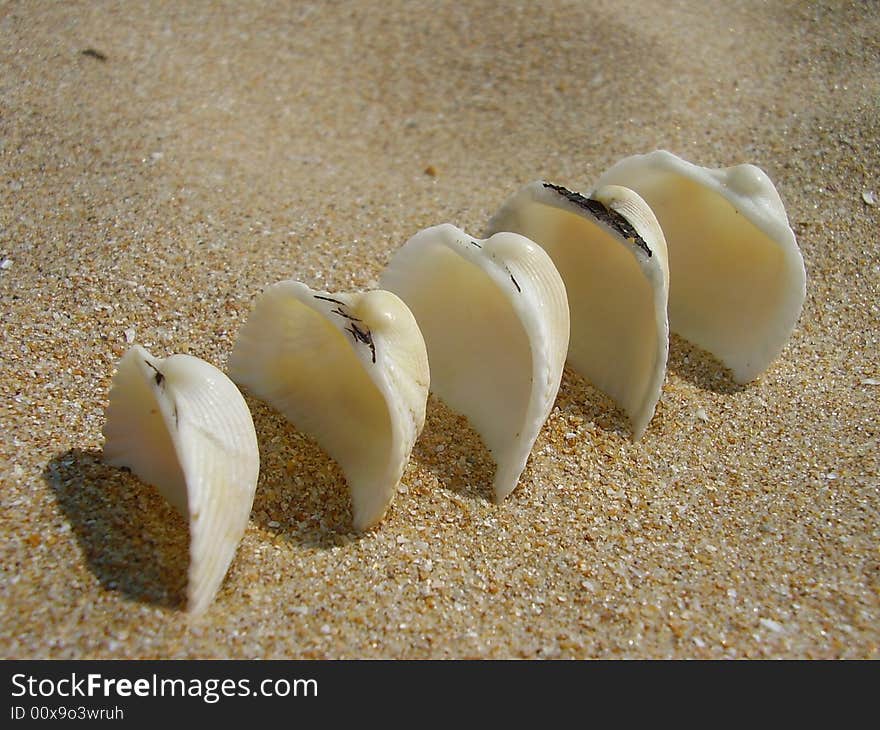 White cockleshells a train one after another slightly dug in sand