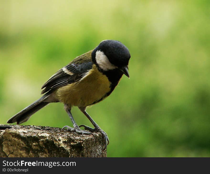 Tit in the green background