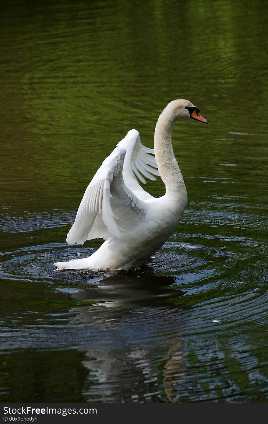 Swan