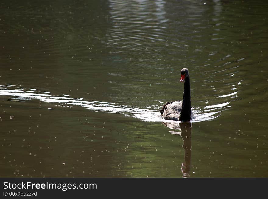 A black swan at lake